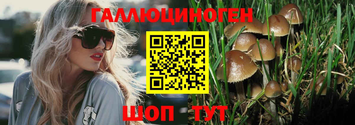 Ишимбай  Псилоцибиновые грибы Psilocybine cubensis  Вход с VPN  Псилоцибиновые грибы Psilocybe 